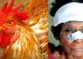 Pooyappally rooster attack news